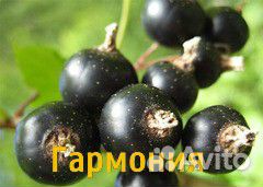 Черенки, саженцы