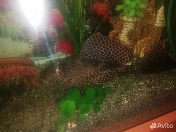 Парчовый сом