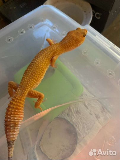 Эублефары 3 самочки