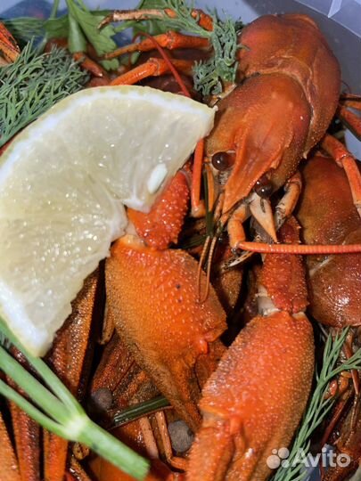 Живые раки оптом