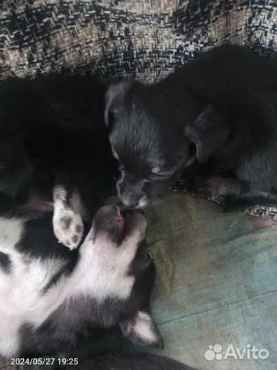 Той-терьер щенки