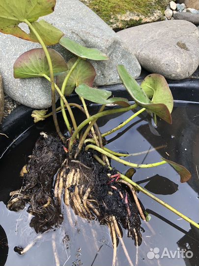 Лилия водная, Нимфея