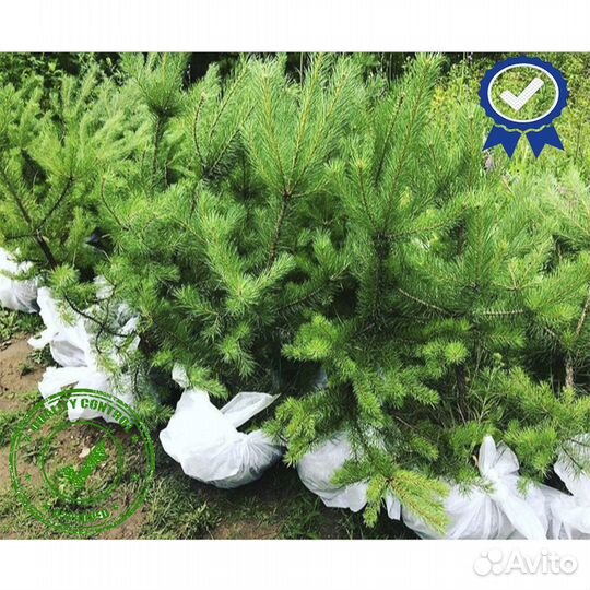 Саженцы Ели Сосны Берёзы