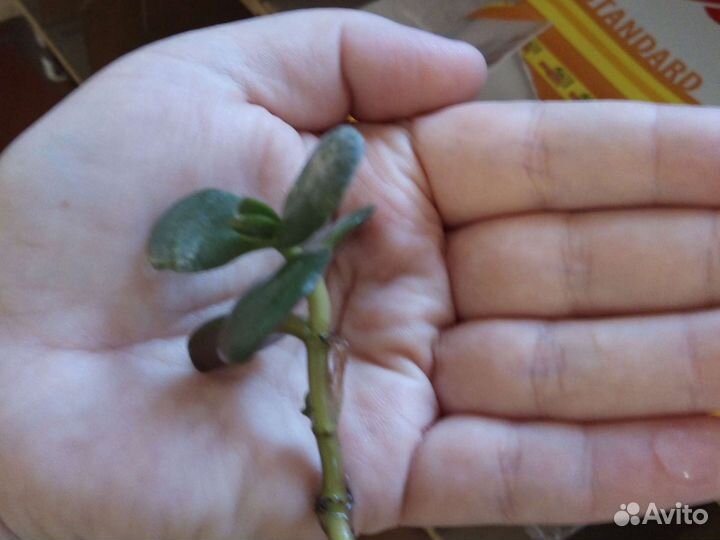 Продам ростки денежного дерева, кит розы, кактуса