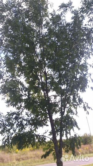 Кусты и деревья для озеленения