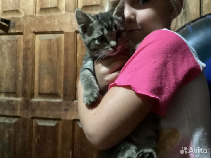 Кошки в добрые руки