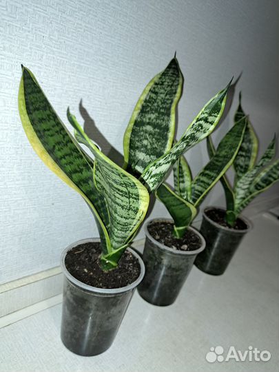 Сансевиерия (щучий хвост)