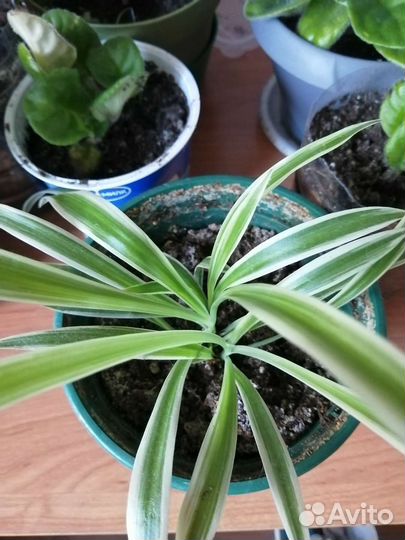 Комнатные цветы