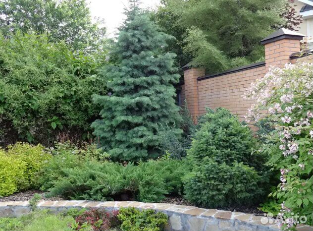 Ель обыкновенная