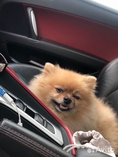 Умнейший померашка приглашает на вязку