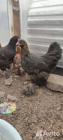 Продам цыплят