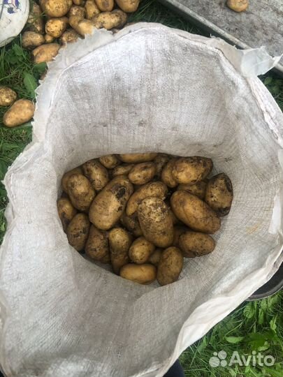 Картофель деревенский урожай 2023г