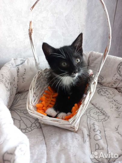 Котёнок в добрые руки