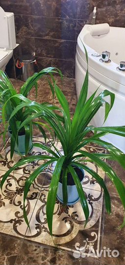 Пальма панданус