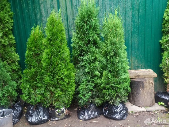 Туя смарагд