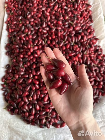 Кизил ягоды крупные