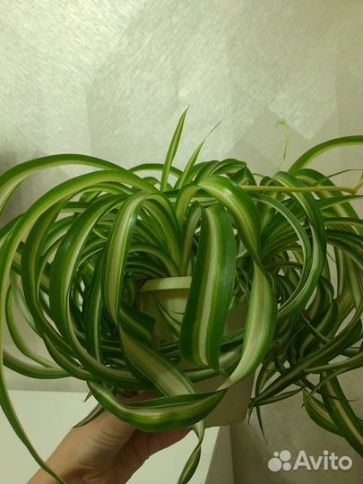 Хлорофитум