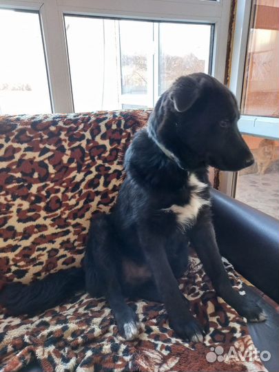 Щенок в добрые руки бесплатно