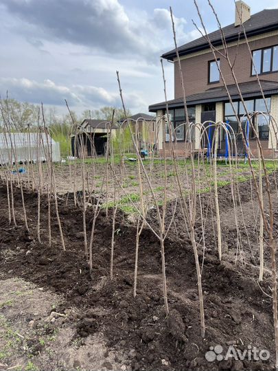 Черешня бычье сердце