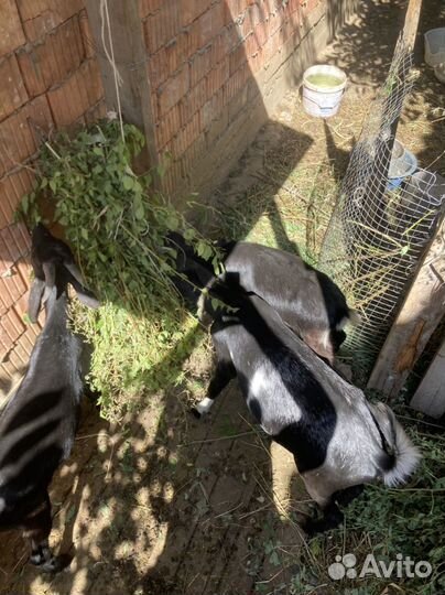 Коза нубийская