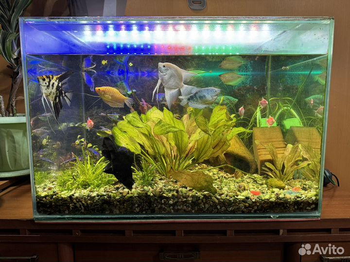 Готовый аквариум с рыбками