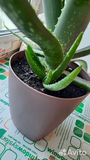 Цветок алоэ вера детки