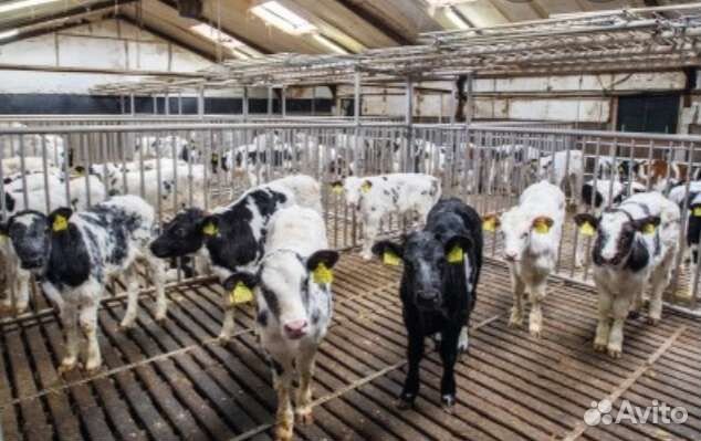 Бычки телята скороспелые