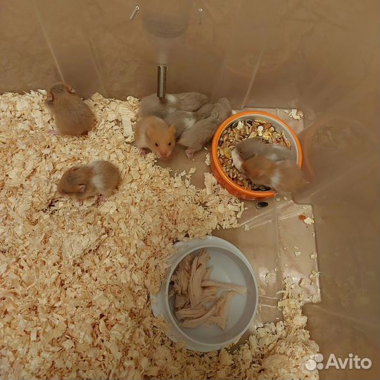 Сирийские хомяки от заводчика