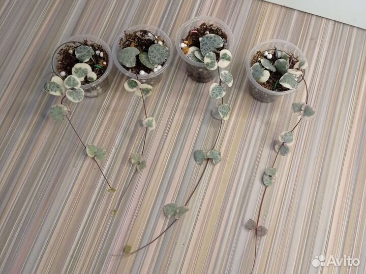 Церопегия Вуда Вариегатная