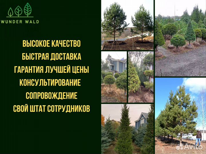 Ель энгельмана 2,6 m
