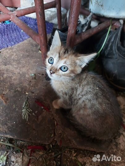 Котята отдам бесплатно