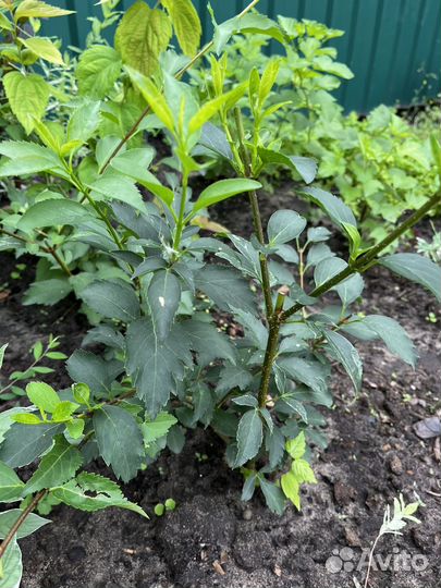 Растения для сада