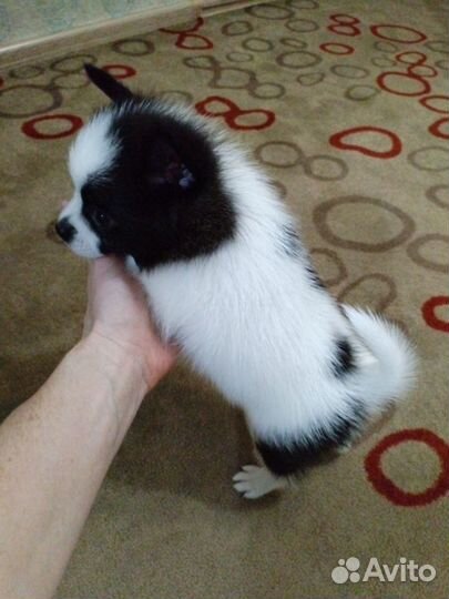 Гномики пушистые