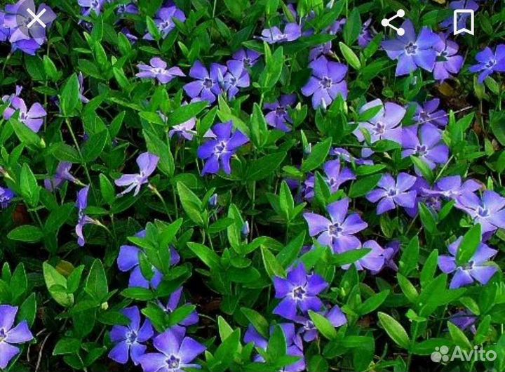 Многолетник