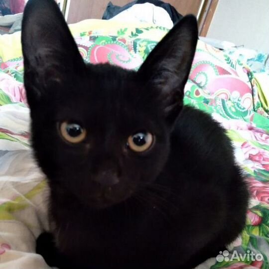 Выгул. Передержка