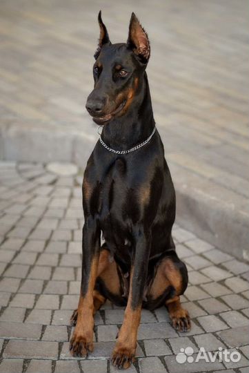 Щенки добермана