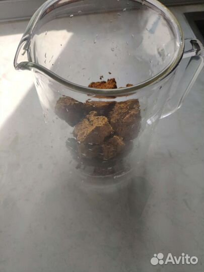 Березовый гриб чага. Свежая