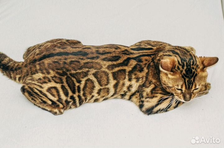Кот бенгал вязка