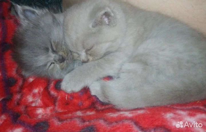 Британская кошка