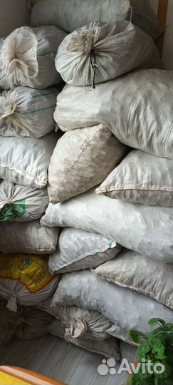 Шишка сосны сухая