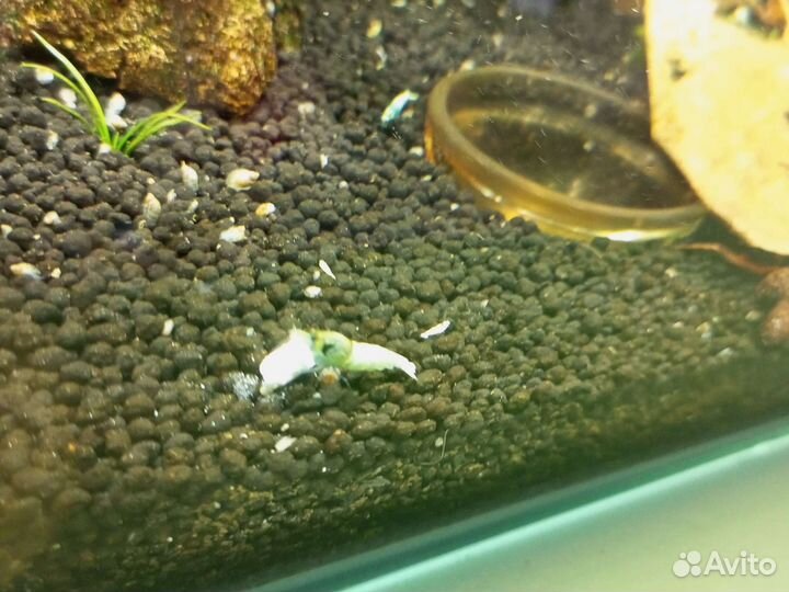 Аквариумные креветки бабаулти