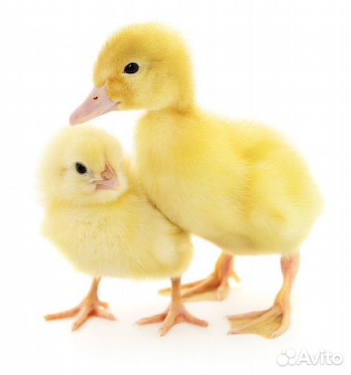 Цыплята бройлеры, Утята, Муларды