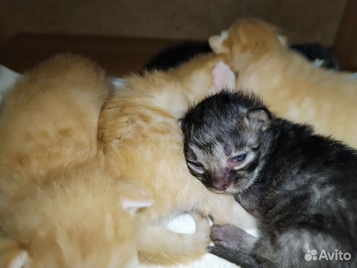 Коты отдам в добрые руки