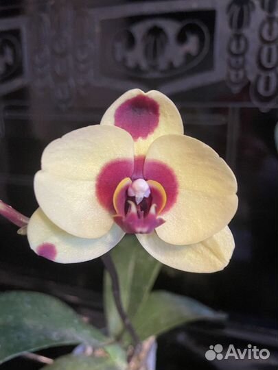 Орхидея фаленопсис I-Hsin Pudding Puppy