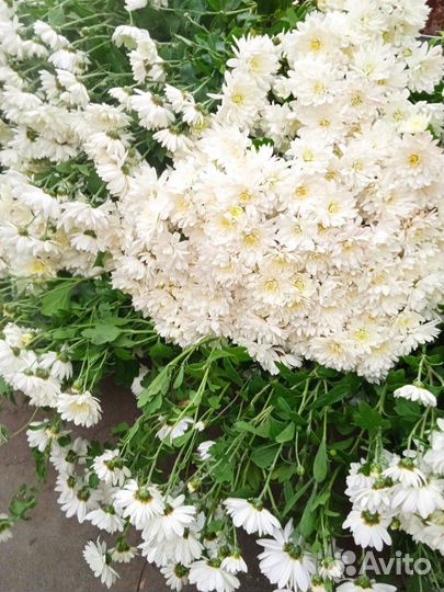 Букет из хризантем