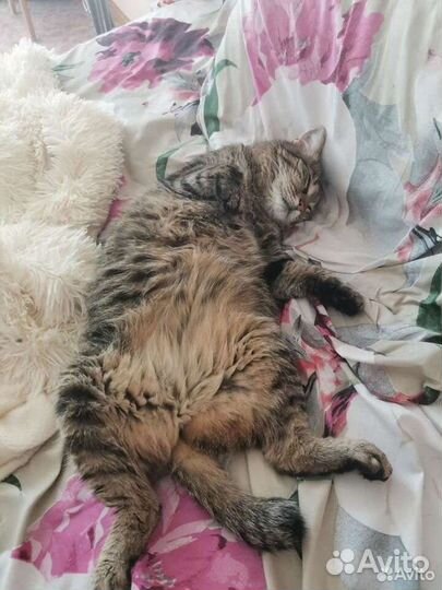 Передержка кошек