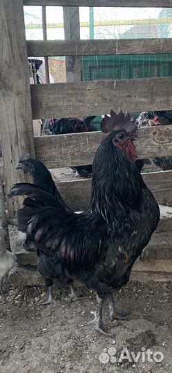 Куры ухейилюй,цыплята. ия