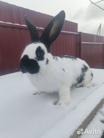 Кролики немецкий пестрый великан