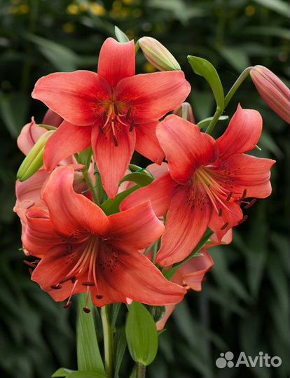 Азиатские и гибридные лилии