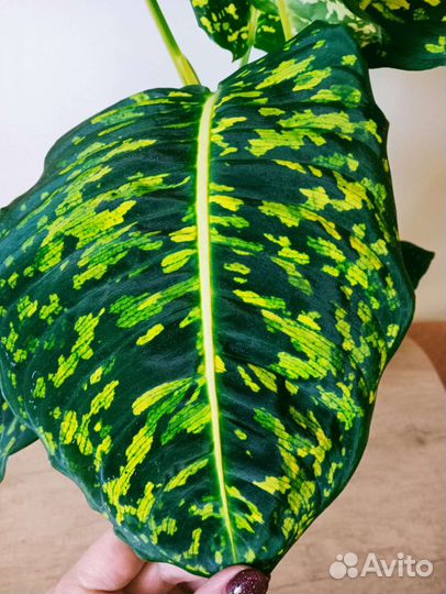 Диффенбахия Рефлектор